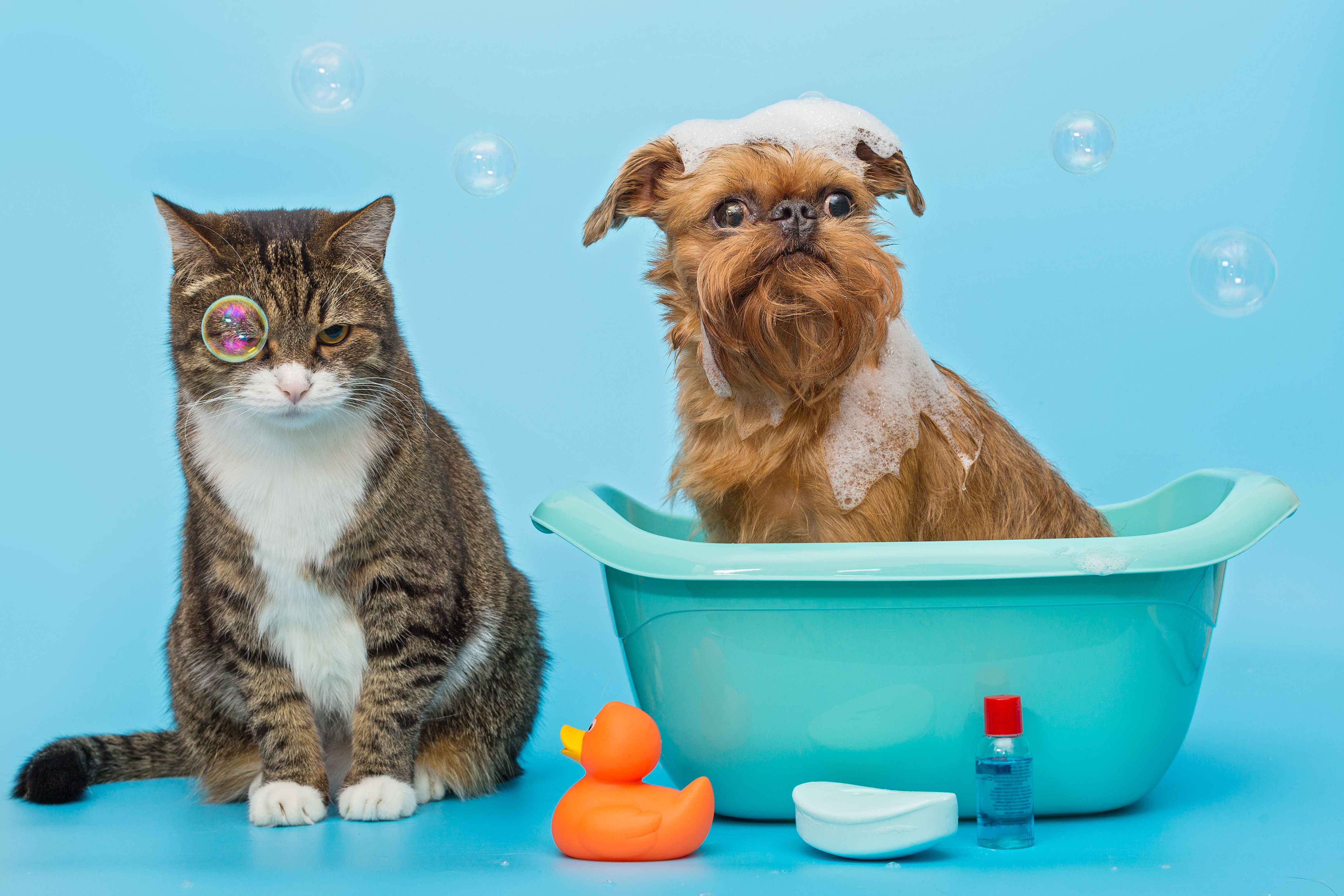 Vet Center Sorocaba - Sorocaba